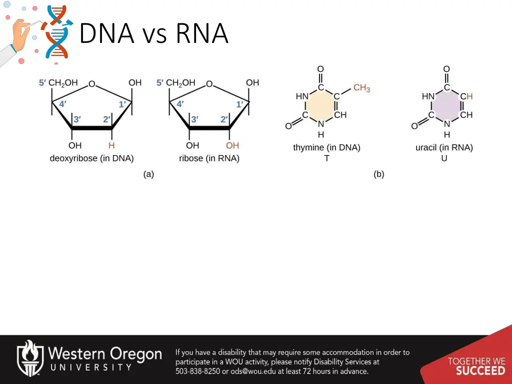 dna vs rna