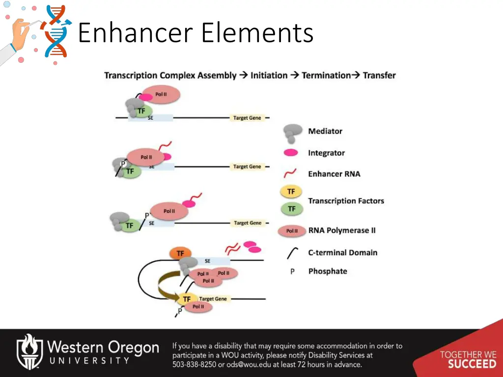 enhancer elements