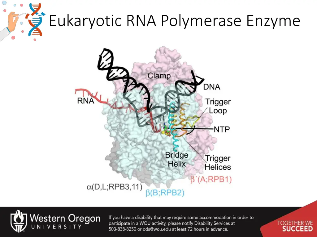 eukaryotic rna polymerase enzyme