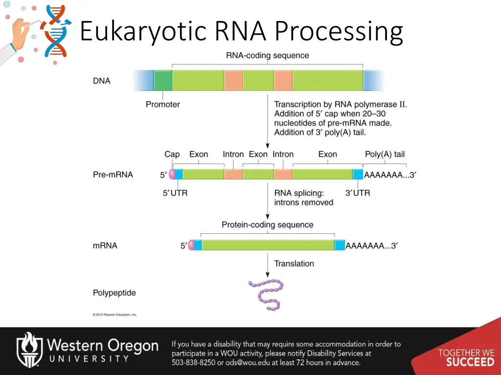 eukaryotic rna processing