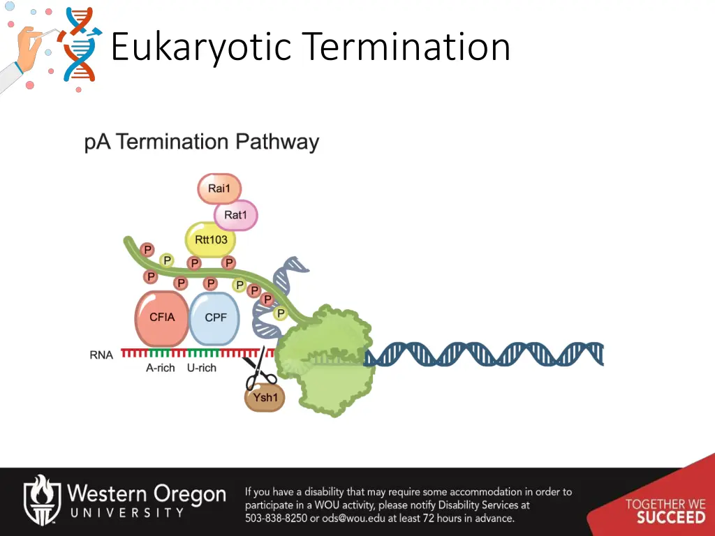 eukaryotic termination