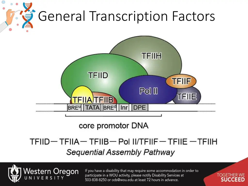 general transcription factors