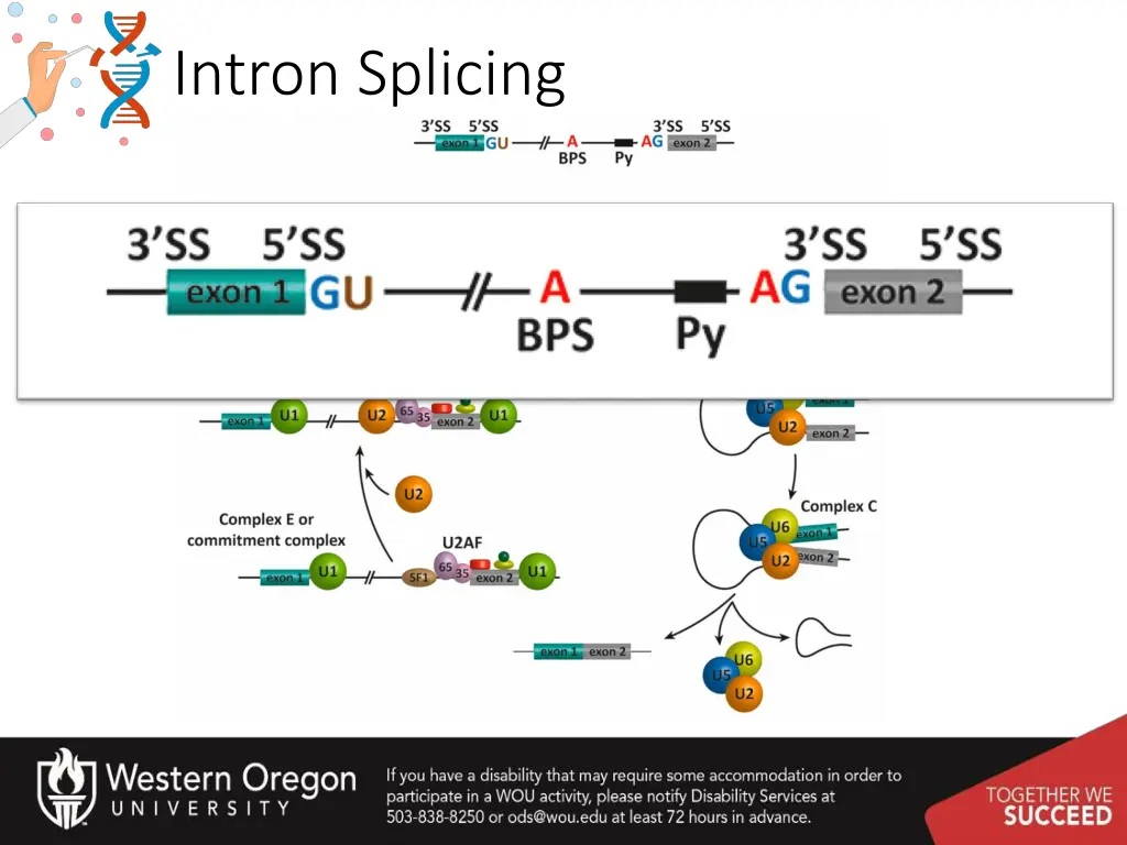 intron splicing 1