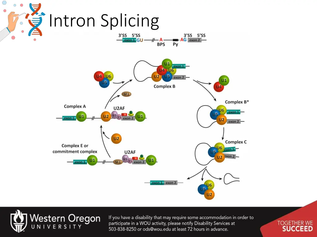 intron splicing 2