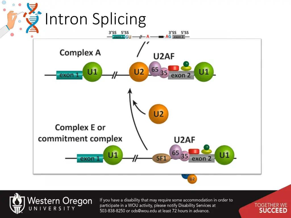 intron splicing 3