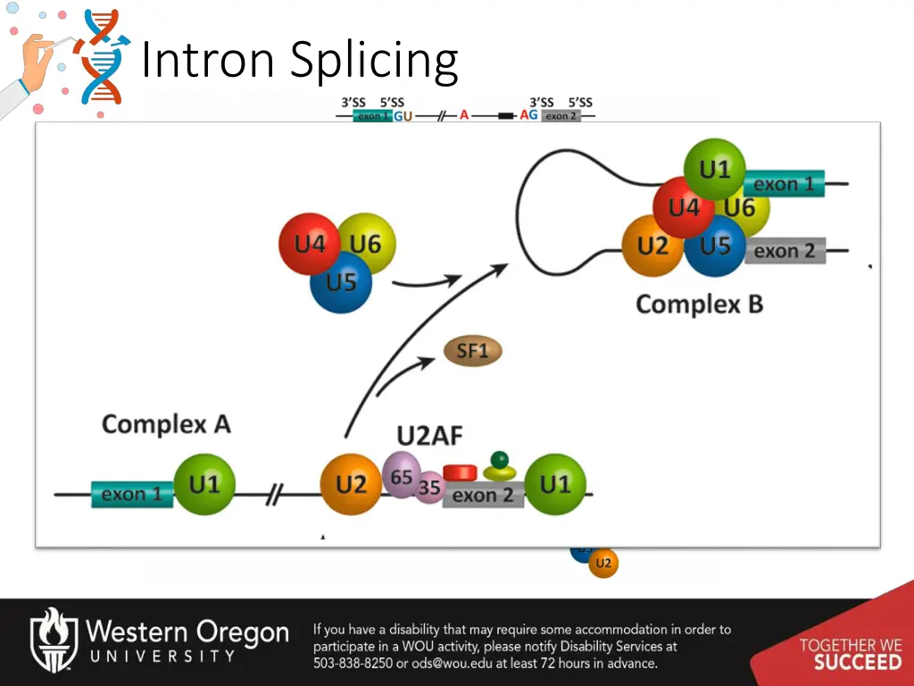 intron splicing 4