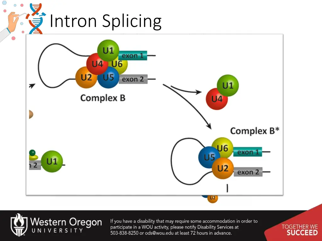 intron splicing 5