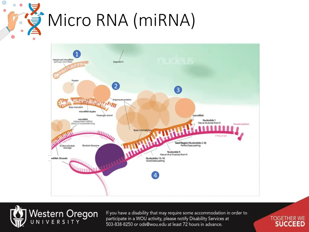 micro rna mirna