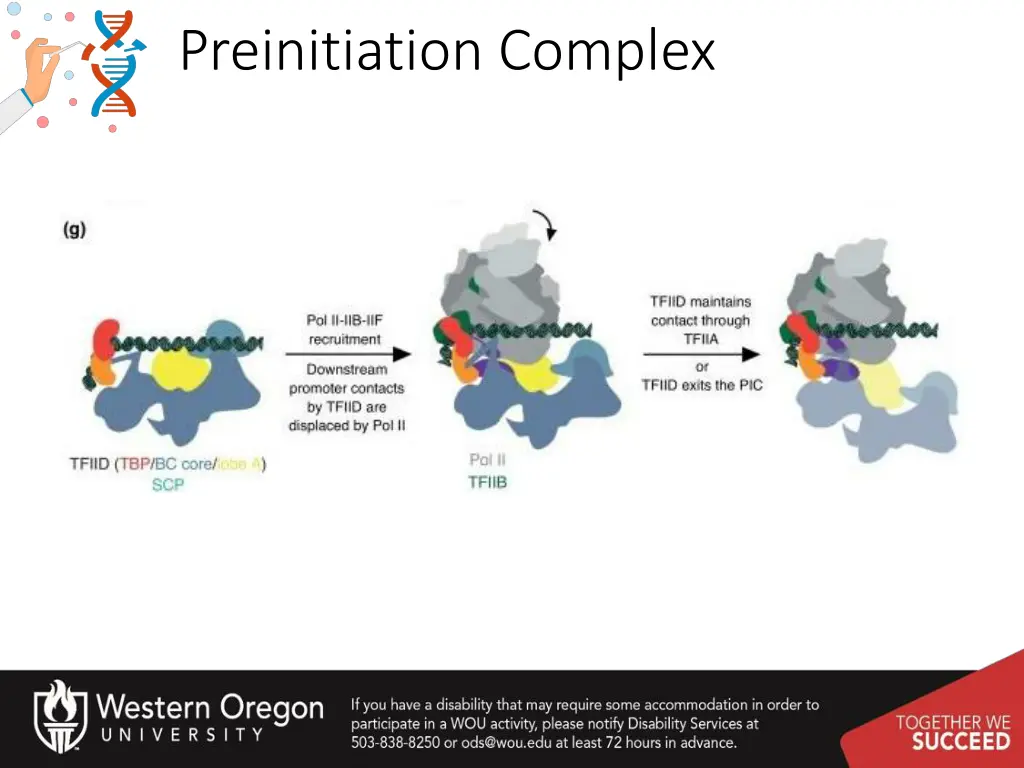 preinitiation complex