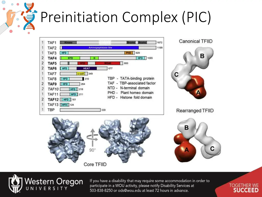 preinitiation complex pic