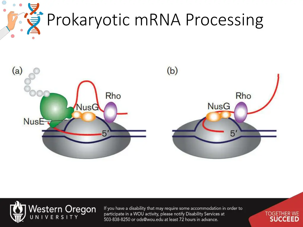 prokaryotic mrna processing