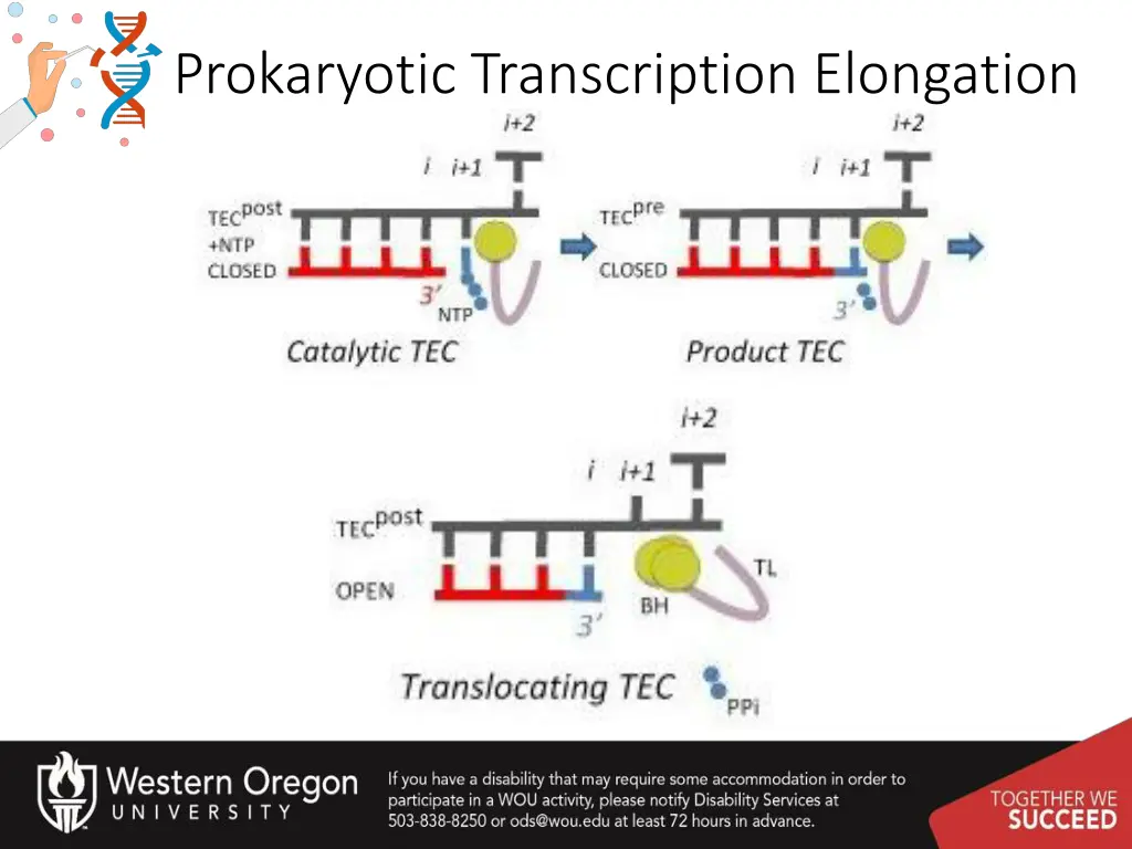 prokaryotic transcription elongation 1