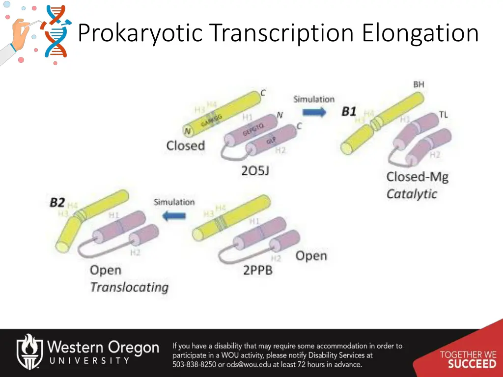 prokaryotic transcription elongation 2