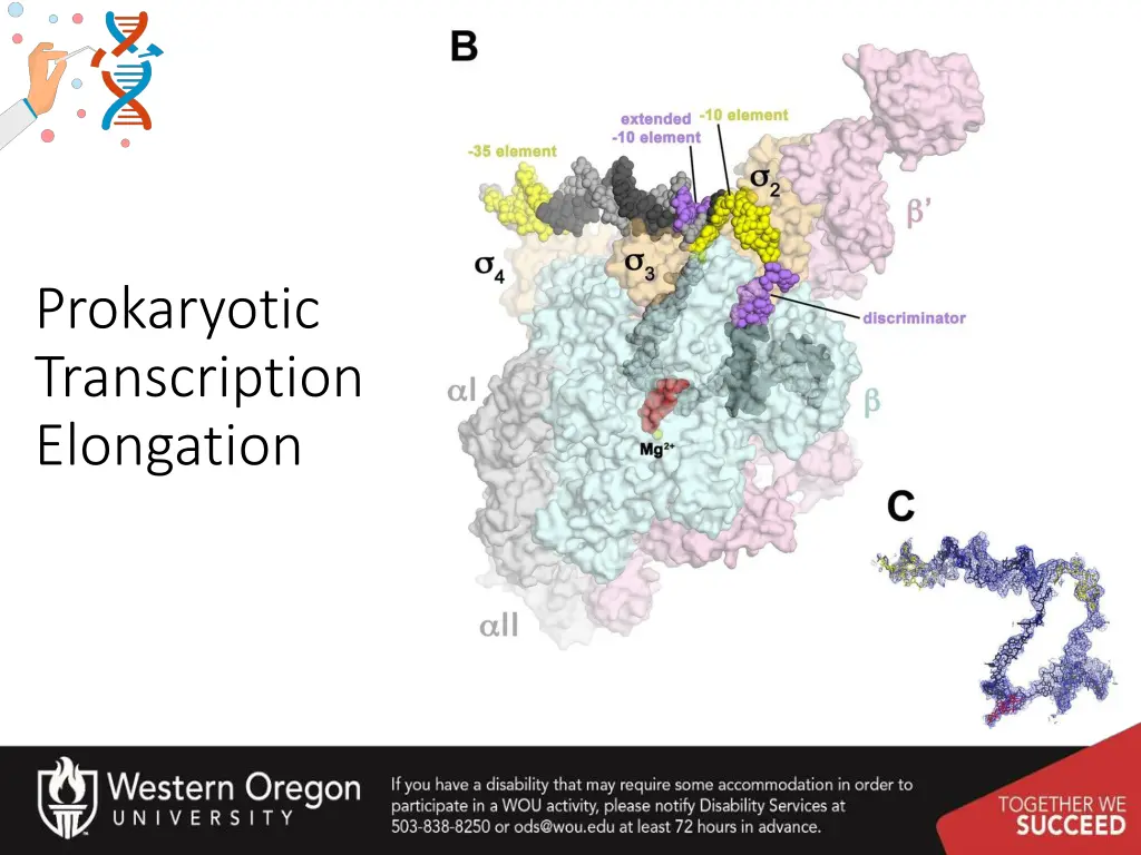 prokaryotic transcription elongation