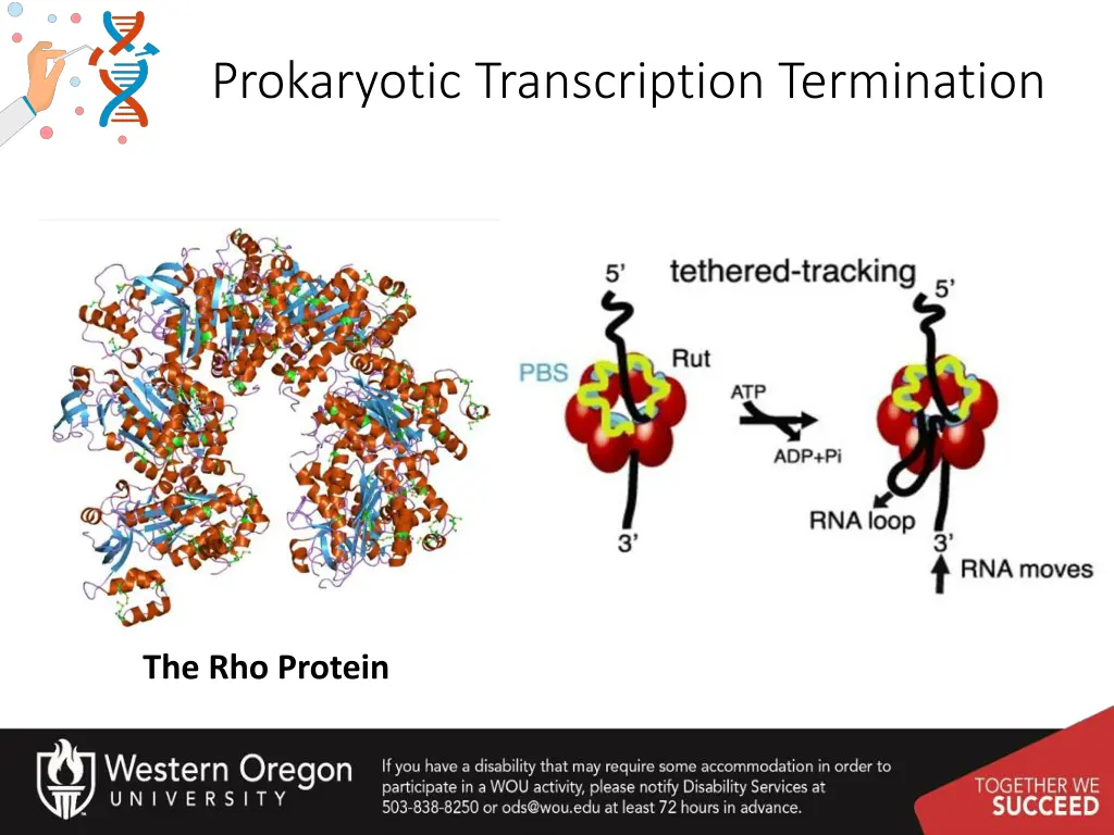 prokaryotic transcription termination 1