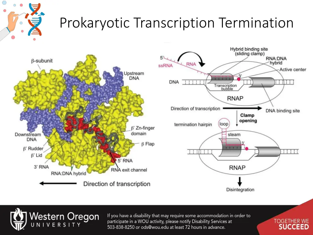 prokaryotic transcription termination