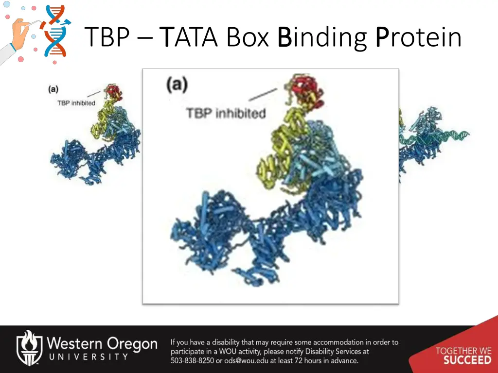 tbp t tata box b binding p protein 1