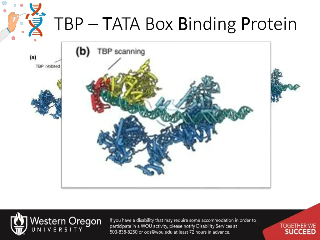 tbp t tata box b binding p protein 2