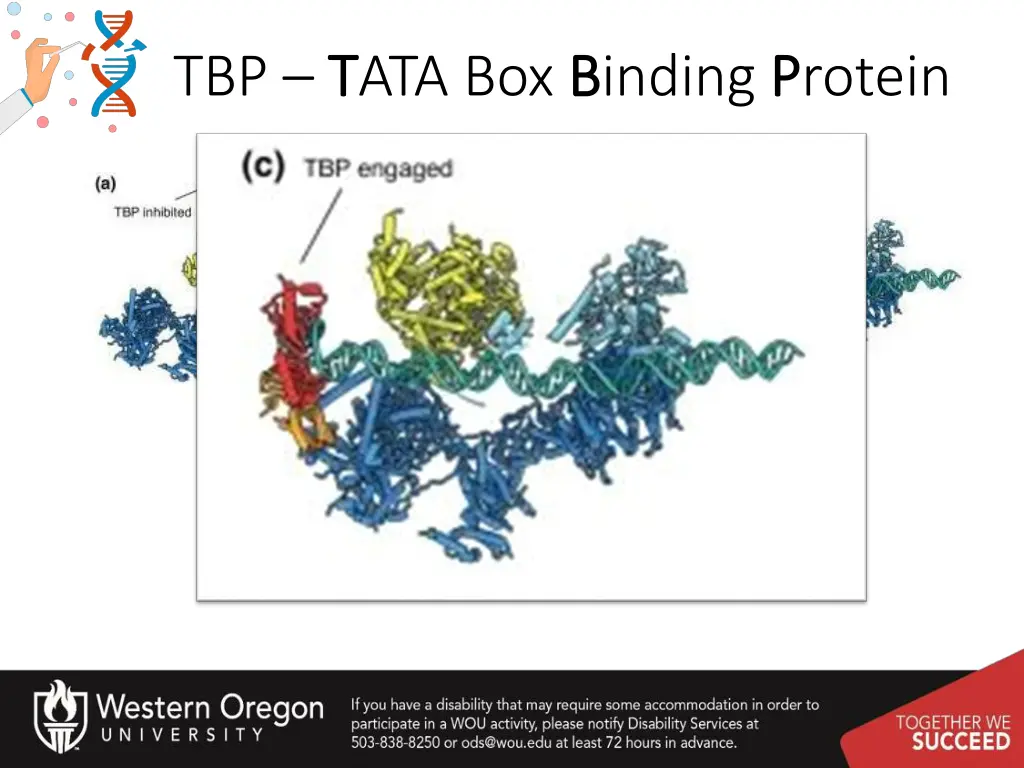 tbp t tata box b binding p protein 3