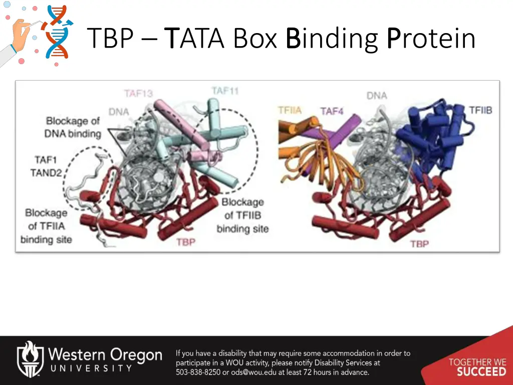 tbp t tata box b binding p protein 4