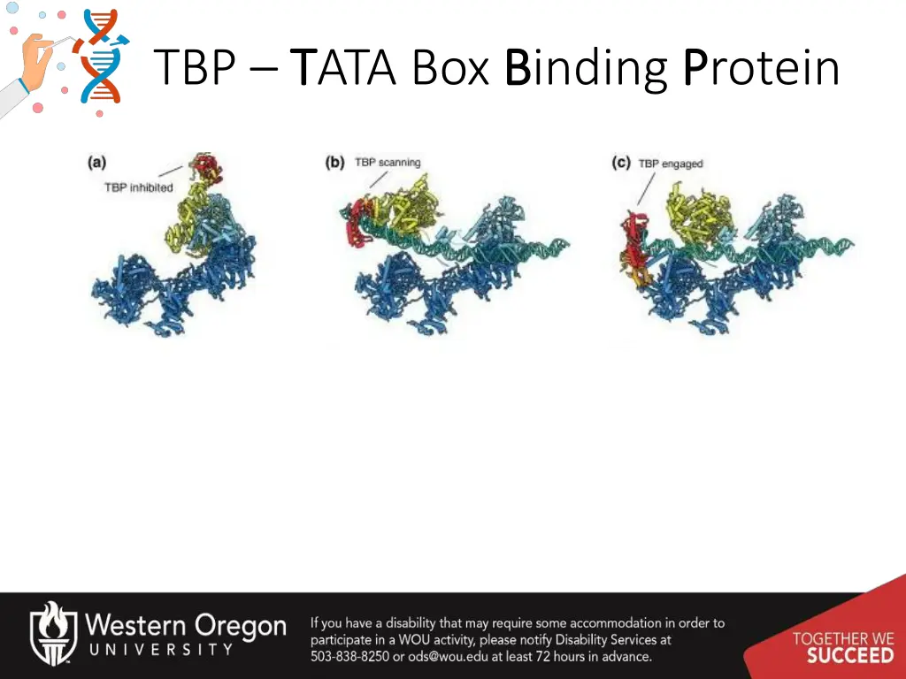 tbp t tata box b binding p protein