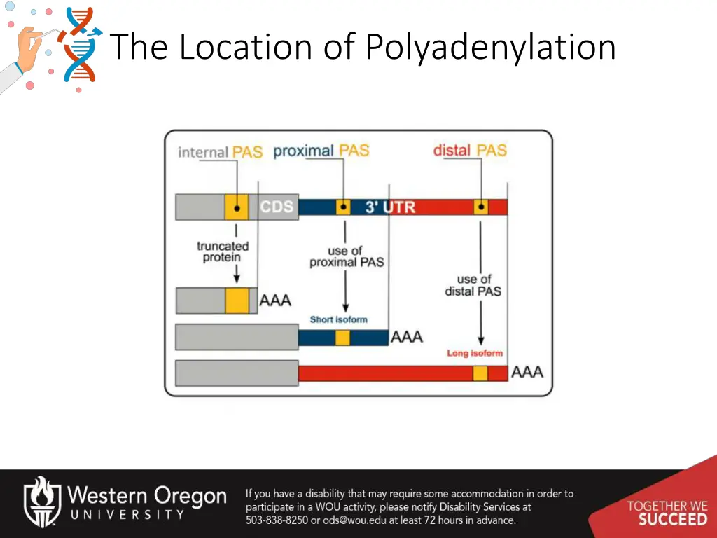 the location of polyadenylation