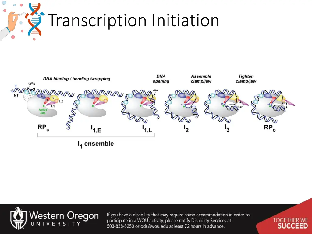 transcription initiation