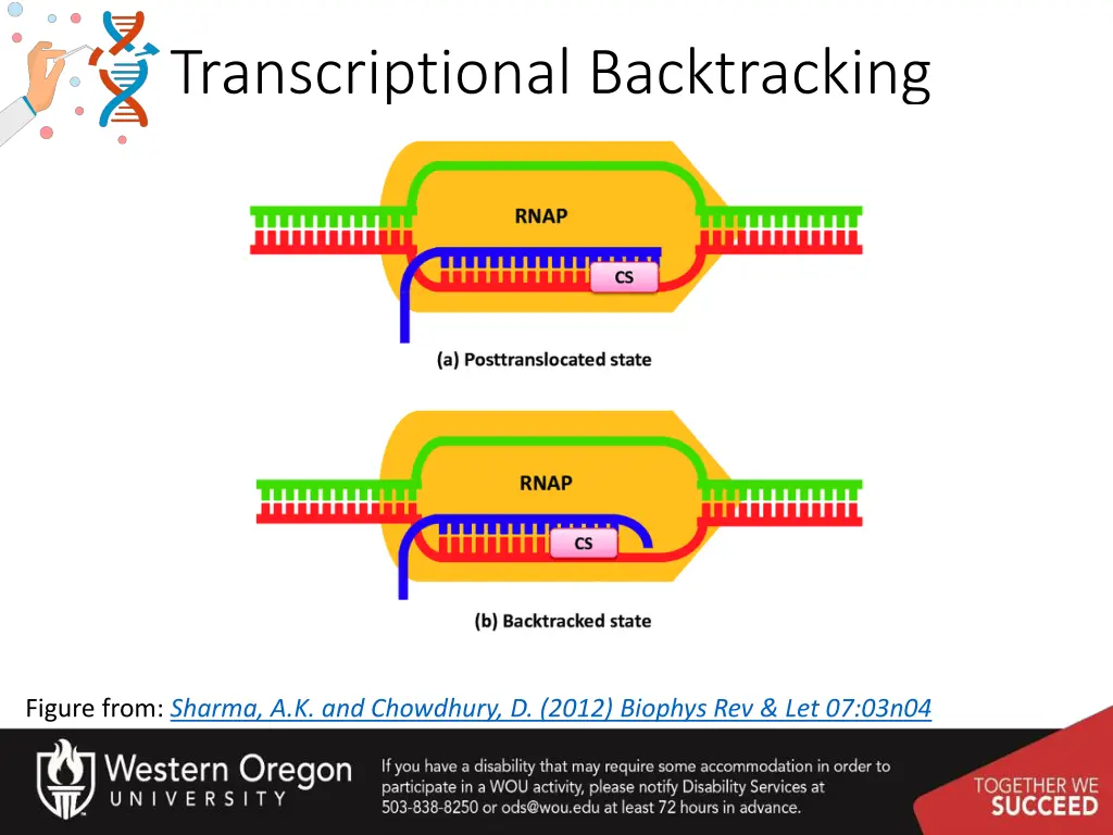 transcriptional backtracking