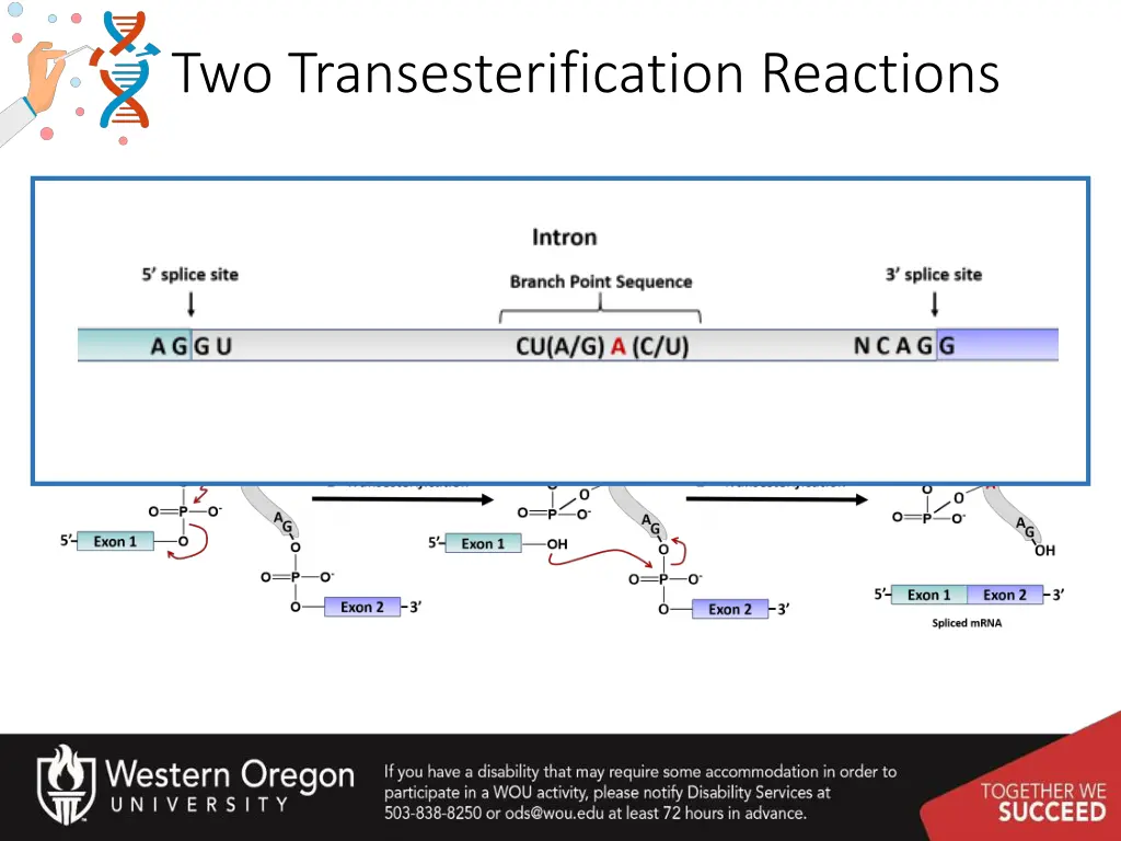 two transesterification reactions 1