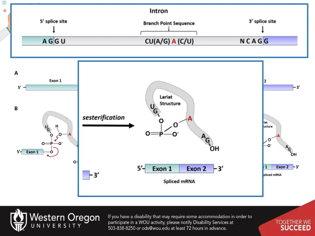 two transesterification reactions 4