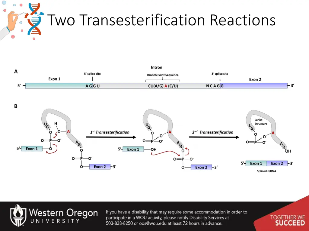 two transesterification reactions