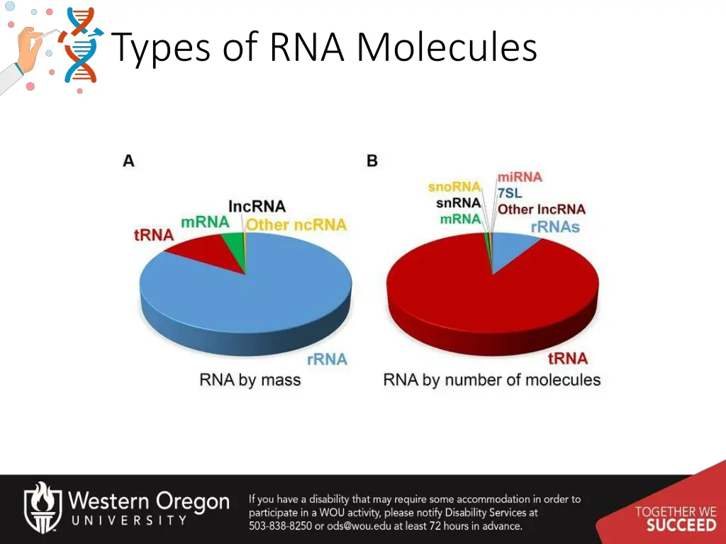 types of rna molecules