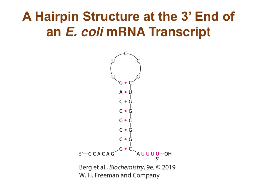 a hairpin structure at the 3 end of an e coli