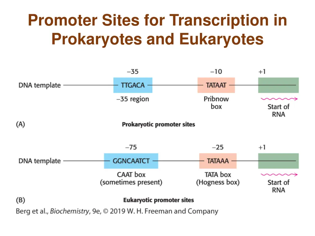 promoter sites for transcription in prokaryotes