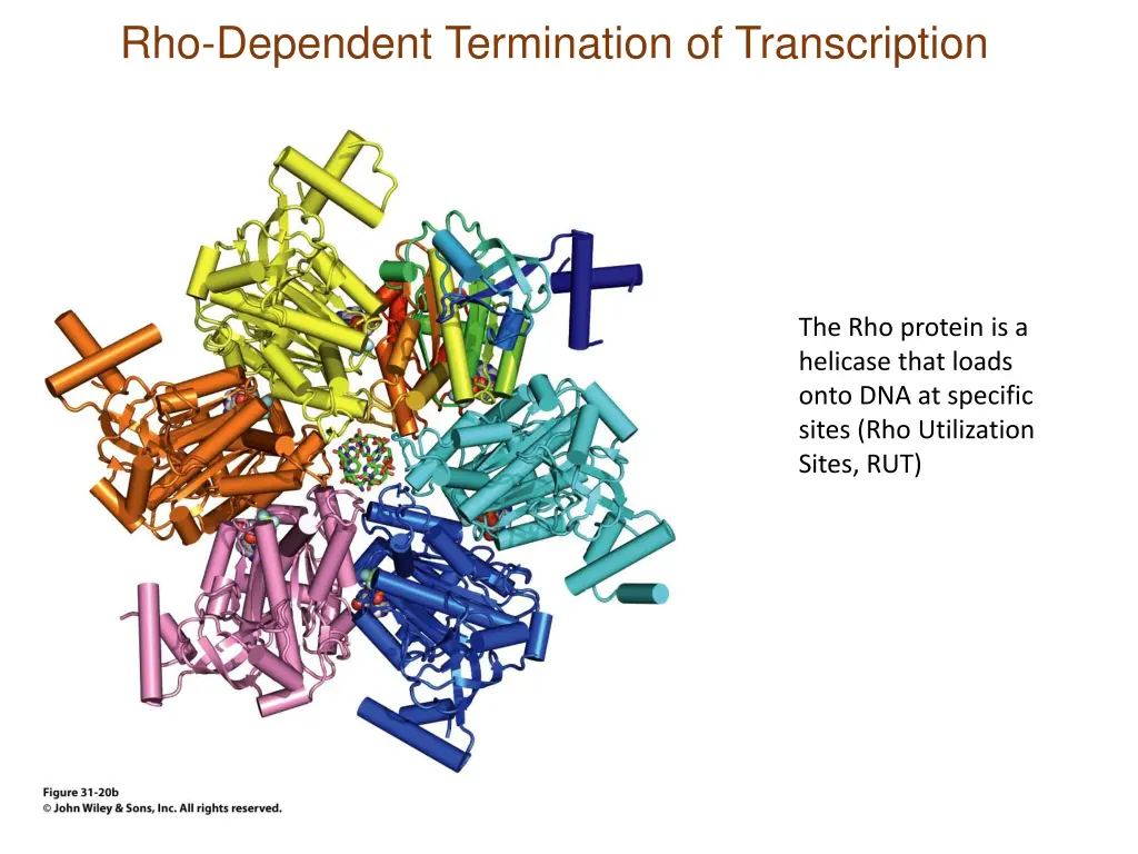 rho dependent termination of transcription