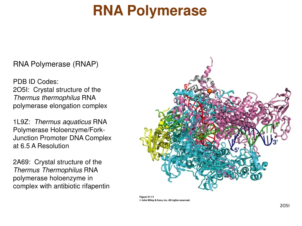 rna polymerase 1