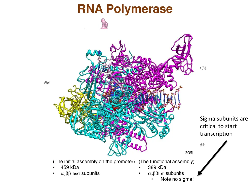 rna polymerase 2