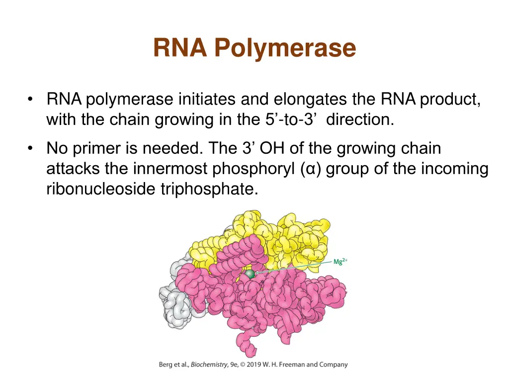 rna polymerase