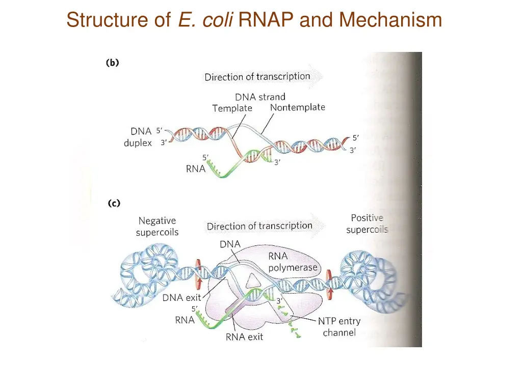 structure of e coli rnap and mechanism