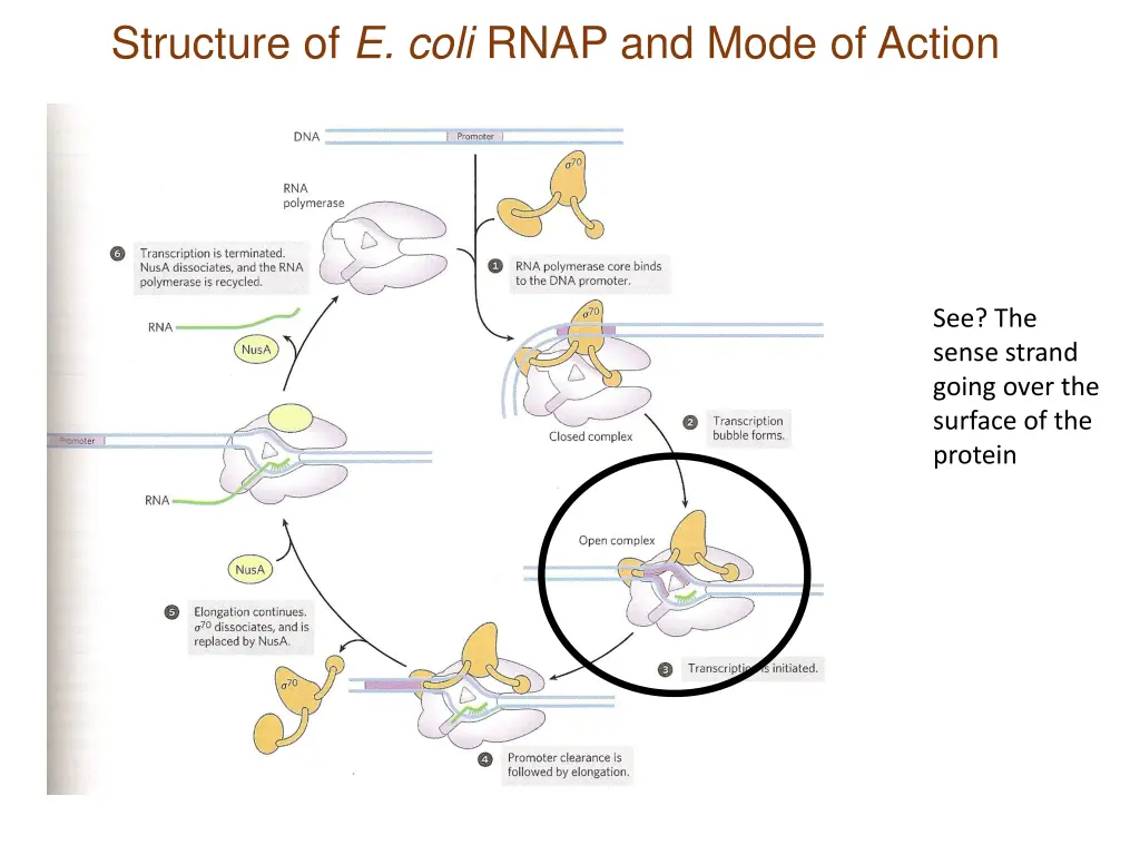 structure of e coli rnap and mode of action