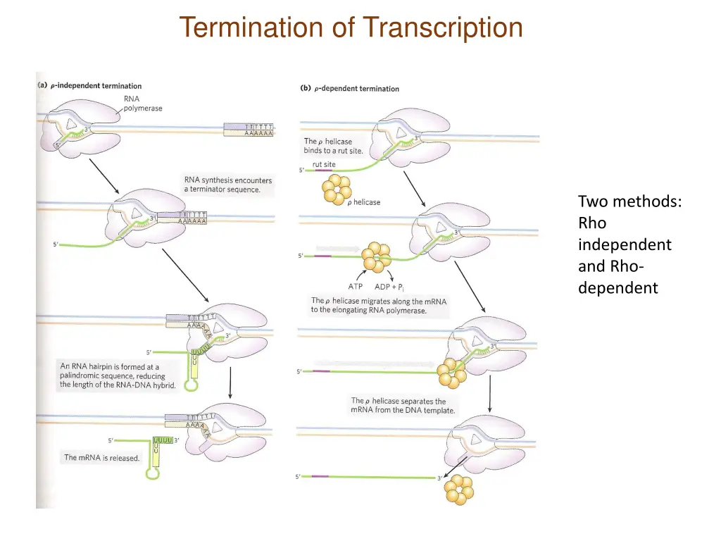 termination of transcription