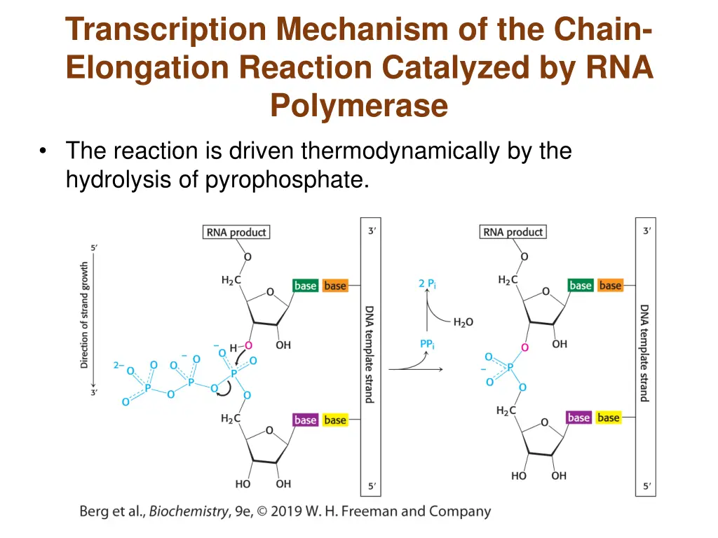 transcription mechanism of the chain elongation