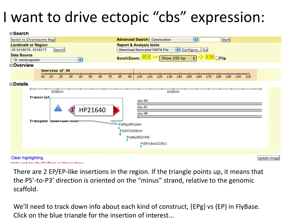 i want to drive ectopic cbs expression