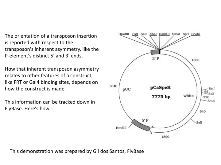 the orientation of a transposon insertion