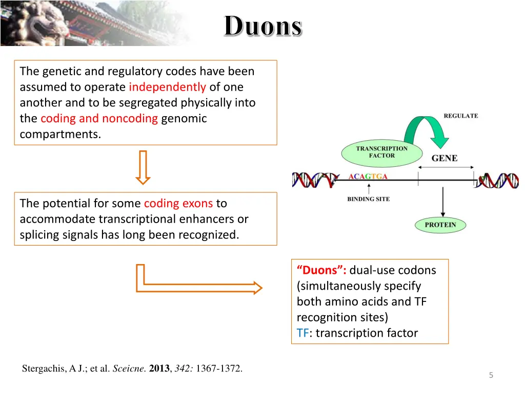 duons