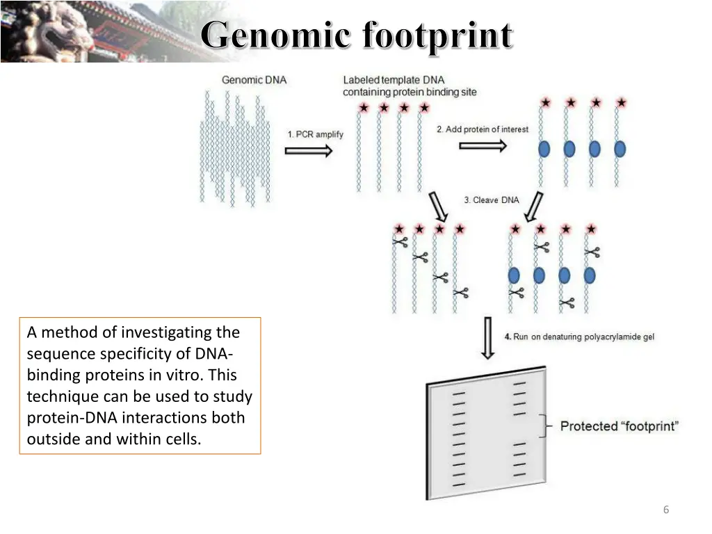 genomic footprint