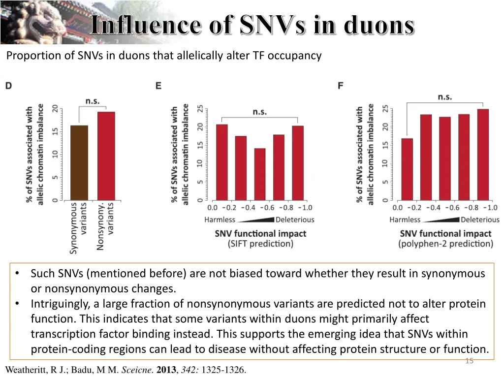 influence of snvs in duons