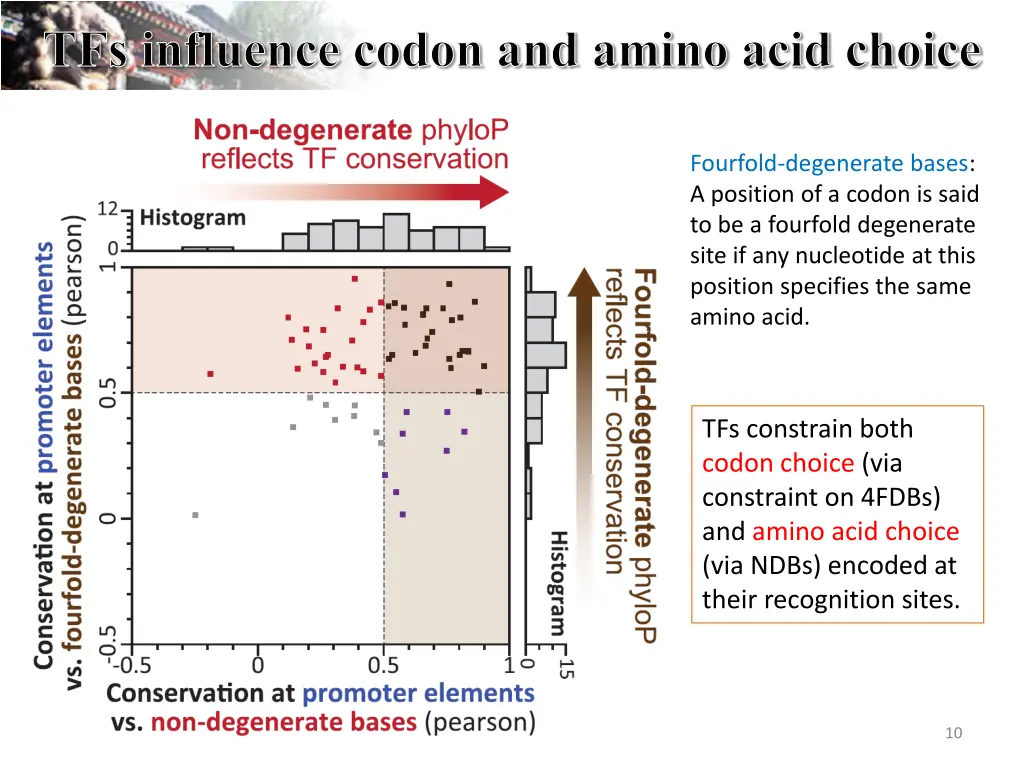 tfs influence codon and amino acid choice