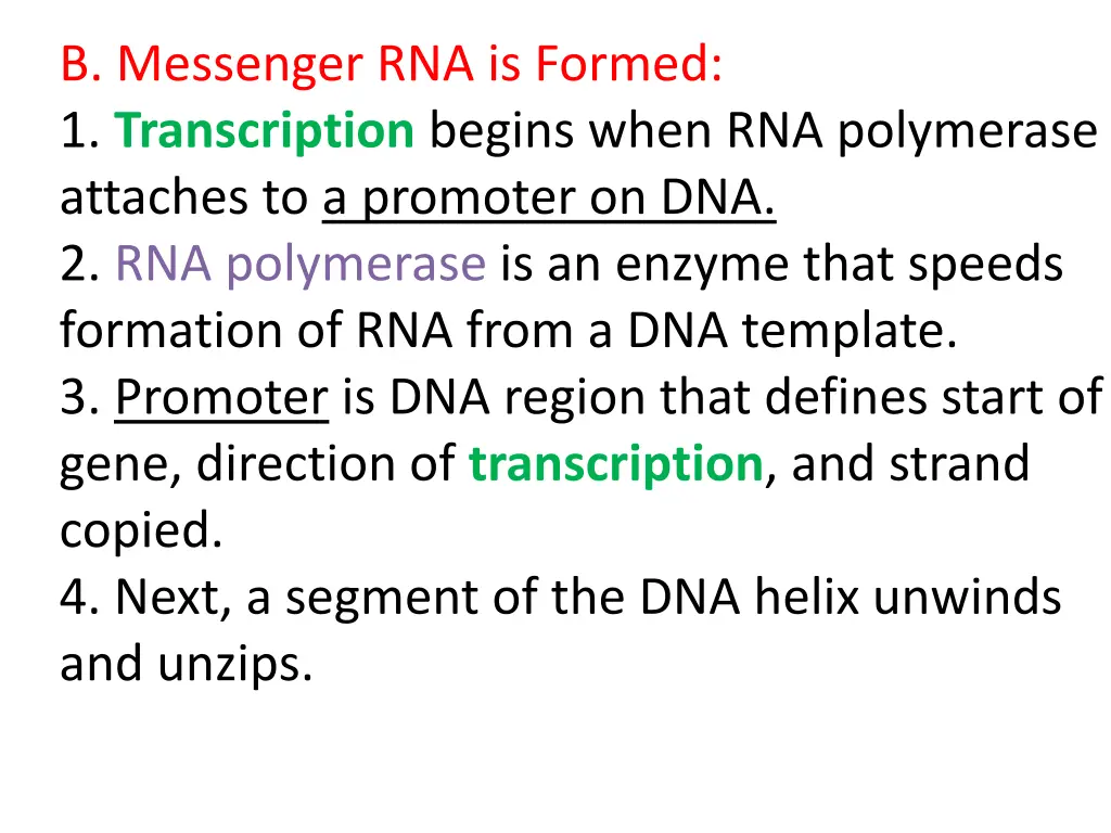 b messenger rna is formed 1 transcription begins