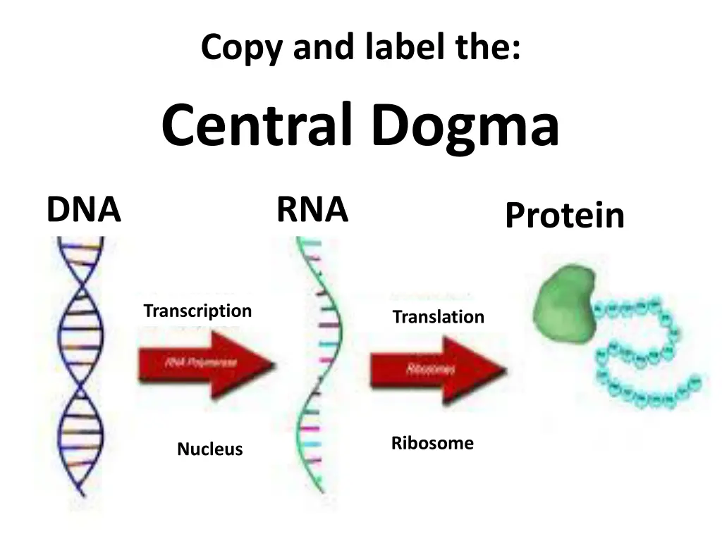 copy and label the